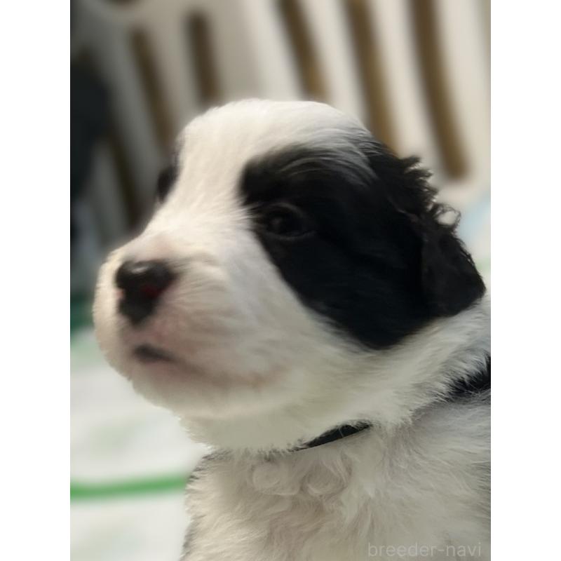 販売中の岐阜県のボーダーコリー-449551の3枚目