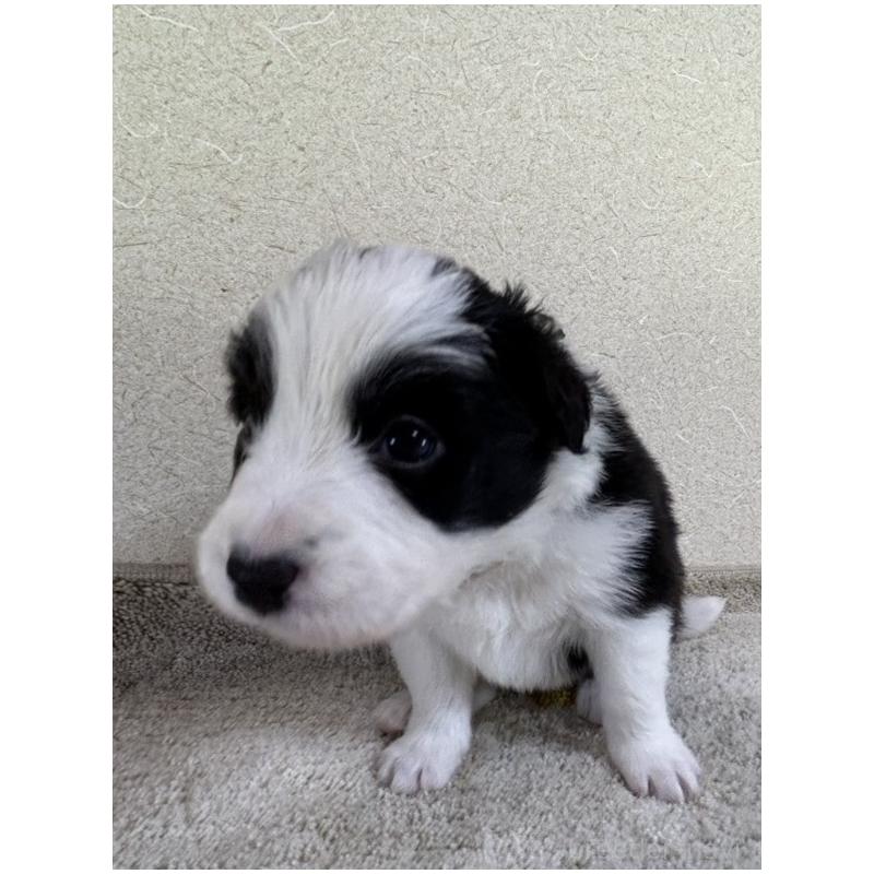 販売中の岐阜県のボーダーコリー-449551の2枚目