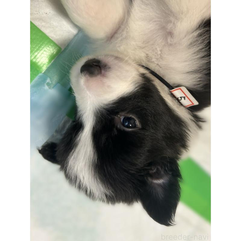 販売中の岐阜県のボーダーコリー-449553の3枚目