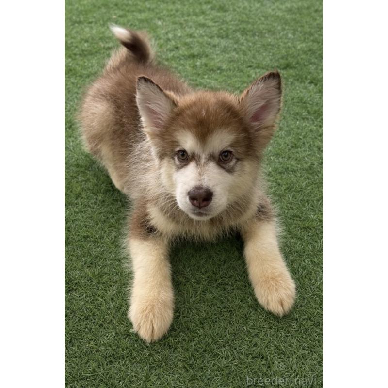 販売中の千葉県のアラスカンマラミュート-449554の5枚目