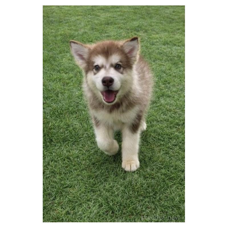 販売中の千葉県のアラスカンマラミュート-449554の4枚目