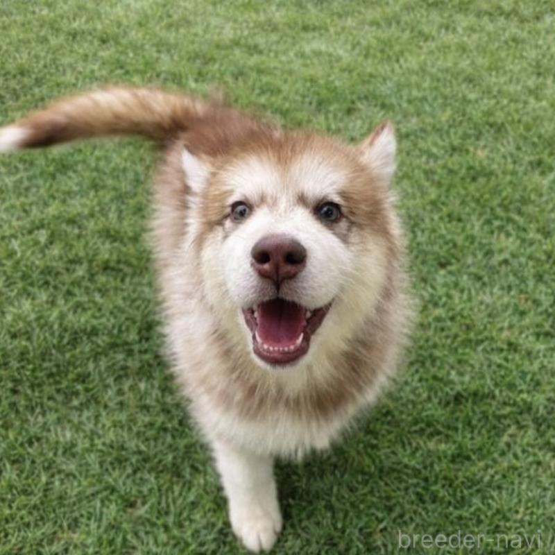 販売中の千葉県のアラスカンマラミュート-449554の2枚目