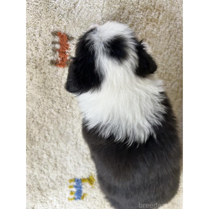 販売中の岐阜県のボーダーコリー-449555の3枚目