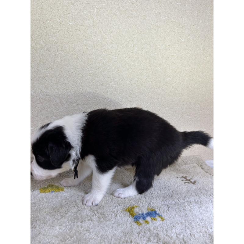 販売中の岐阜県のボーダーコリー-449555の2枚目