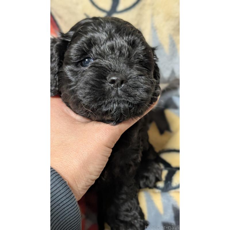 販売中の愛知県のコッカプー:アメリカンコッカースパニエル×トイプードル-449556の14枚目