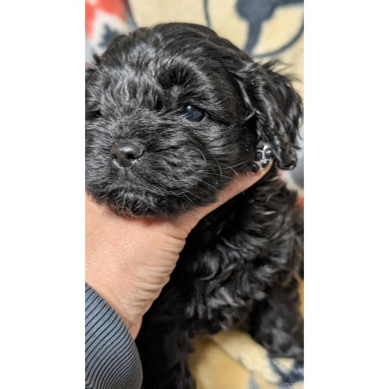 販売中の愛知県のコッカプー:アメリカンコッカースパニエル×トイプードル-449556の13枚目