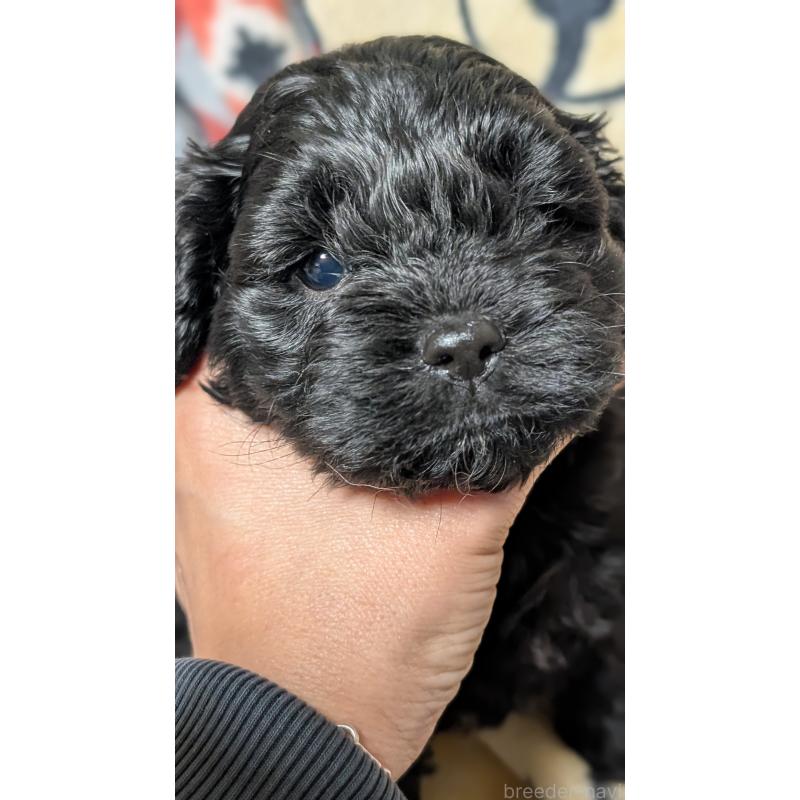 販売中の愛知県のコッカプー:アメリカンコッカースパニエル×トイプードル-449556の12枚目