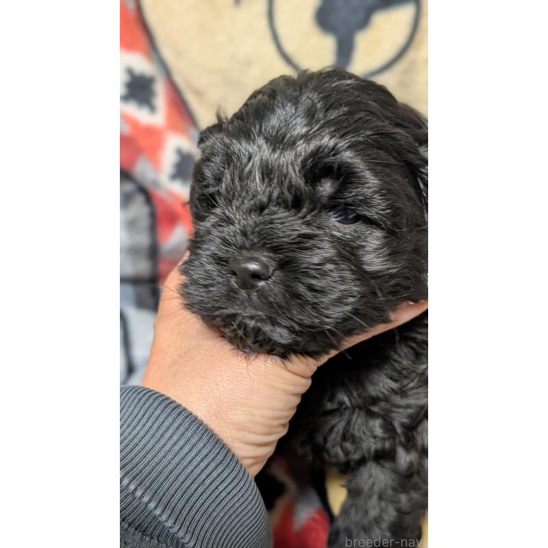 販売中の愛知県のコッカプー:アメリカンコッカースパニエル×トイプードル-449556の11枚目