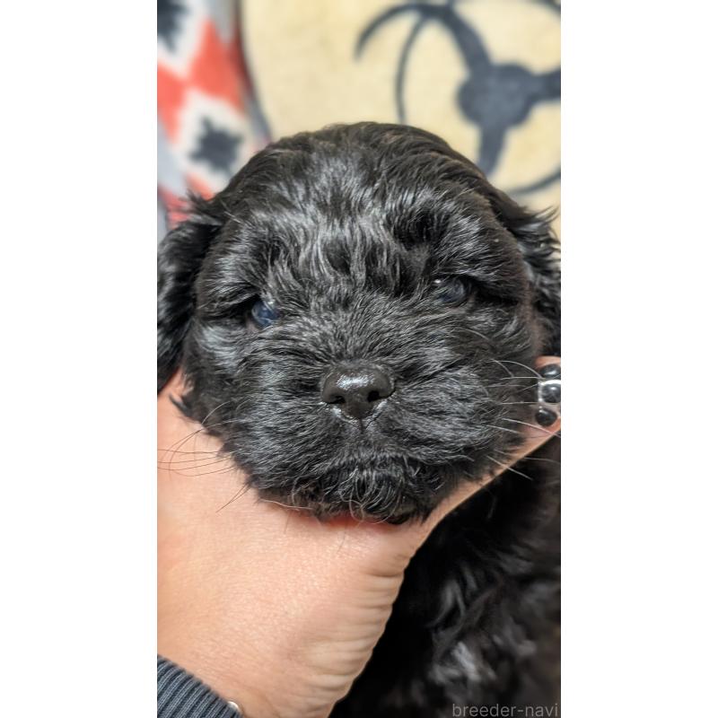 販売中の愛知県のコッカプー:アメリカンコッカースパニエル×トイプードル-449556の9枚目