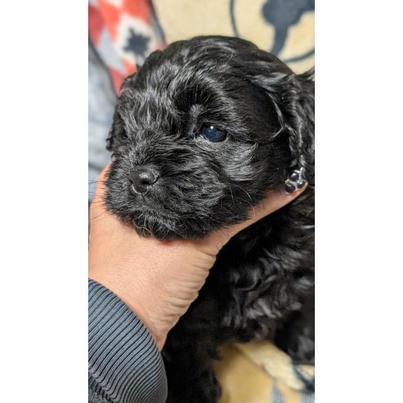 販売中の愛知県のコッカプー:アメリカンコッカースパニエル×トイプードル-449556の8枚目