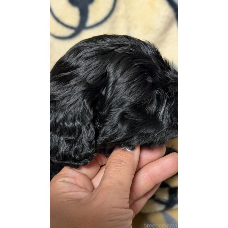 販売中の愛知県のコッカプー:アメリカンコッカースパニエル×トイプードル-449556の7枚目