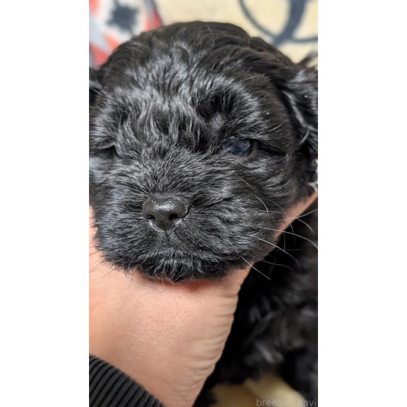 販売中の愛知県のコッカプー:アメリカンコッカースパニエル×トイプードル-449556の6枚目