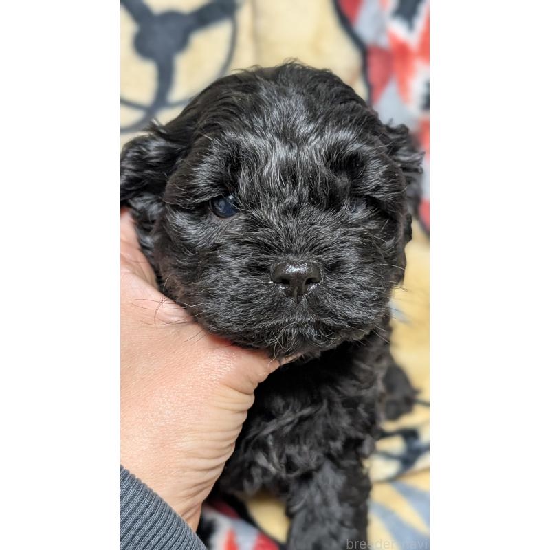 販売中の愛知県のコッカプー:アメリカンコッカースパニエル×トイプードル-449556の5枚目