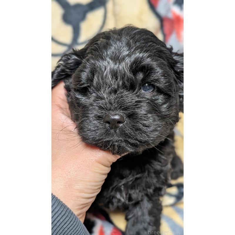 販売中の愛知県のコッカプー:アメリカンコッカースパニエル×トイプードル-449556の4枚目