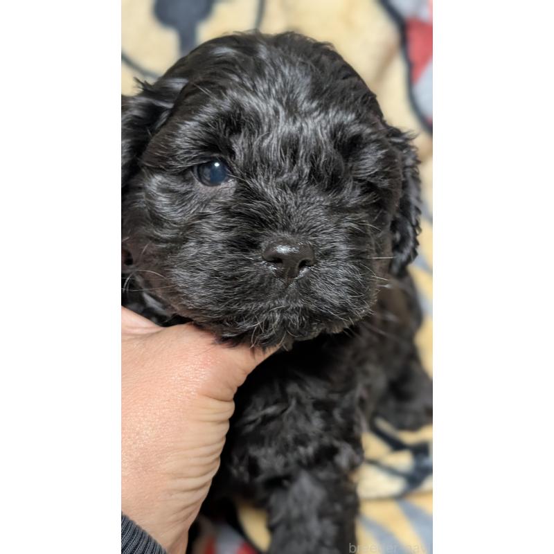 販売中の愛知県のコッカプー:アメリカンコッカースパニエル×トイプードル-449556の3枚目