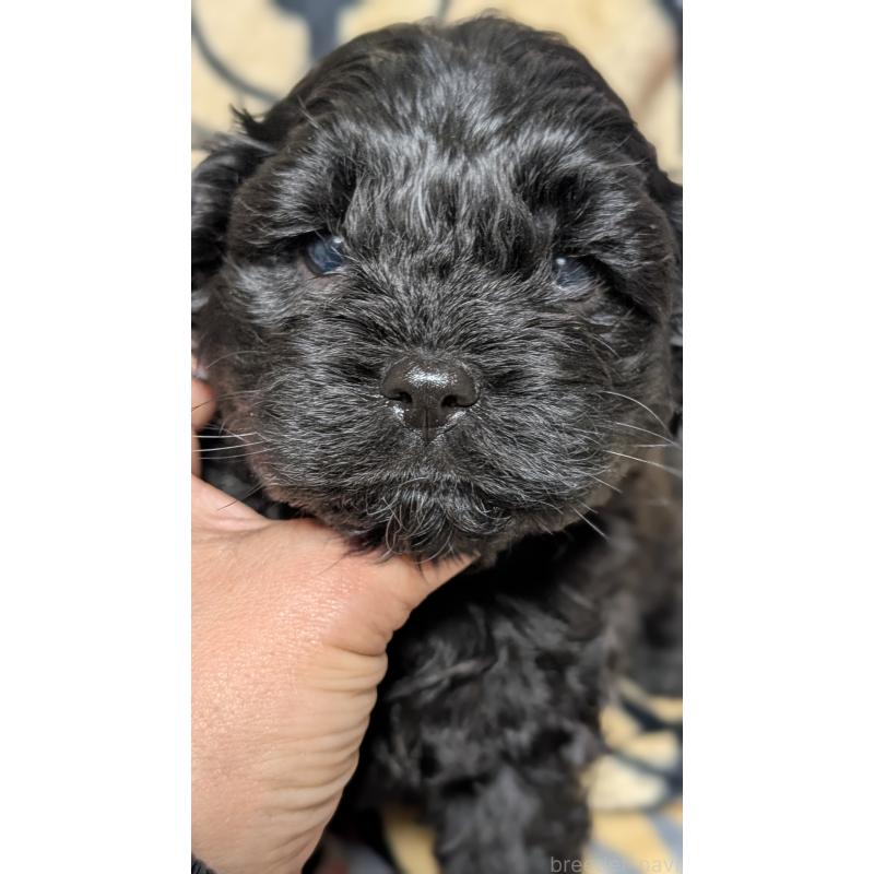 販売中の愛知県のコッカプー:アメリカンコッカースパニエル×トイプードル-449556の2枚目