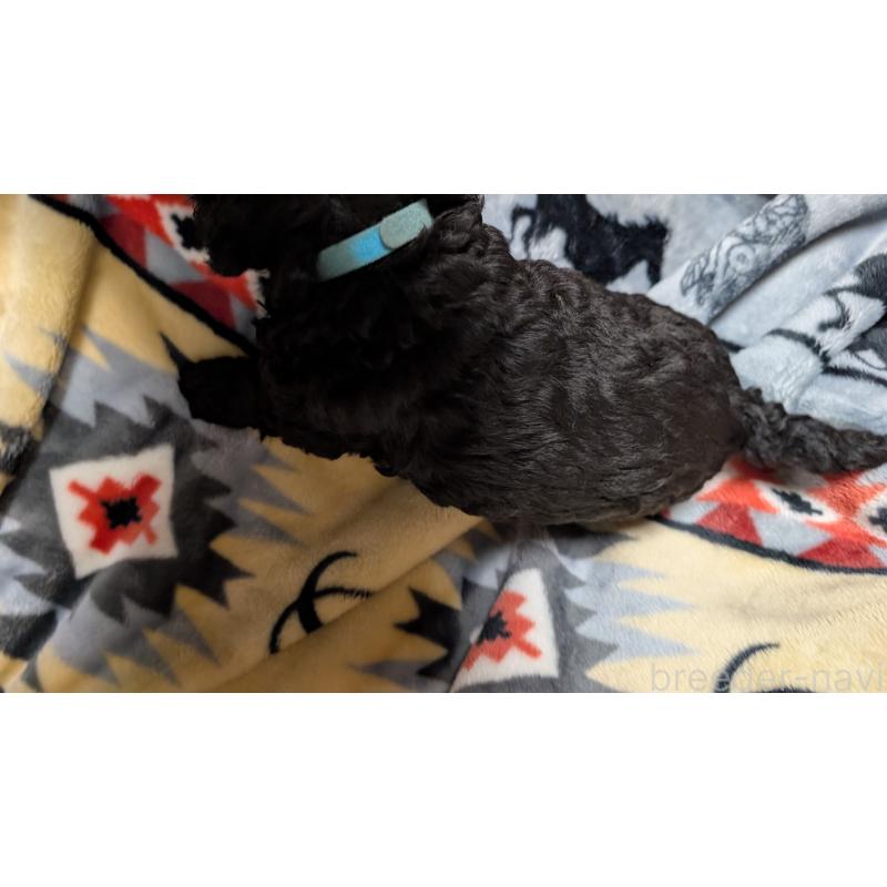 販売中の愛知県のコッカプー:アメリカンコッカースパニエル×トイプードル-449557の13枚目