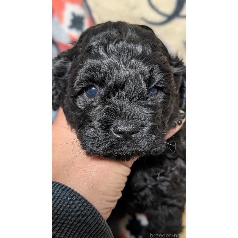 販売中の愛知県のコッカプー:アメリカンコッカースパニエル×トイプードル-449557の12枚目