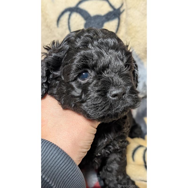 販売中の愛知県のコッカプー:アメリカンコッカースパニエル×トイプードル-449557の11枚目