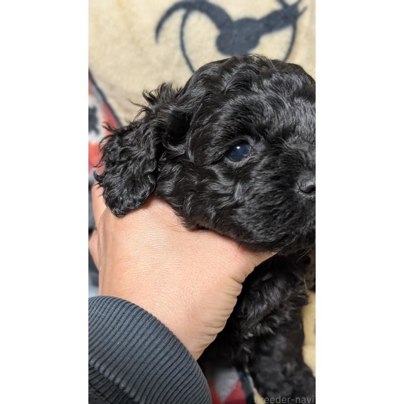 販売中の愛知県のコッカプー:アメリカンコッカースパニエル×トイプードル-449557の10枚目