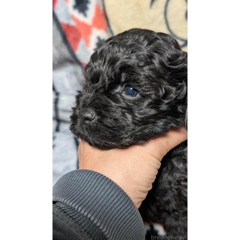 販売中の愛知県のコッカプー:アメリカンコッカースパニエル×トイプードル-449557の9枚目