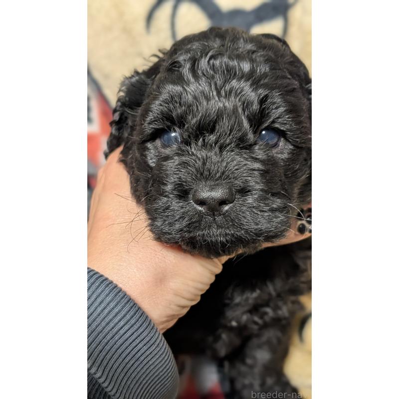 販売中の愛知県のコッカプー:アメリカンコッカースパニエル×トイプードル-449557の8枚目