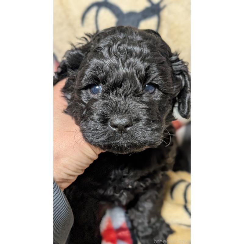 販売中の愛知県のコッカプー:アメリカンコッカースパニエル×トイプードル-449557の7枚目