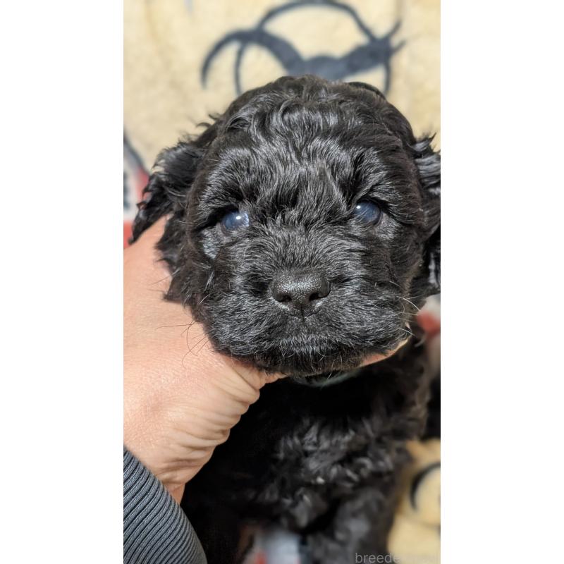 販売中の愛知県のコッカプー:アメリカンコッカースパニエル×トイプードル-449557の6枚目