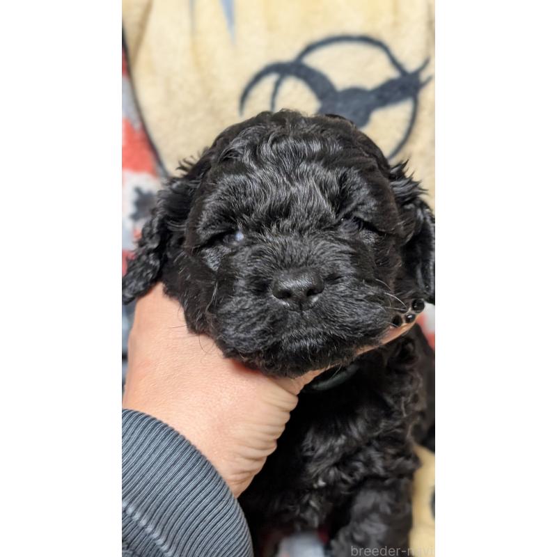 販売中の愛知県のコッカプー:アメリカンコッカースパニエル×トイプードル-449557の5枚目