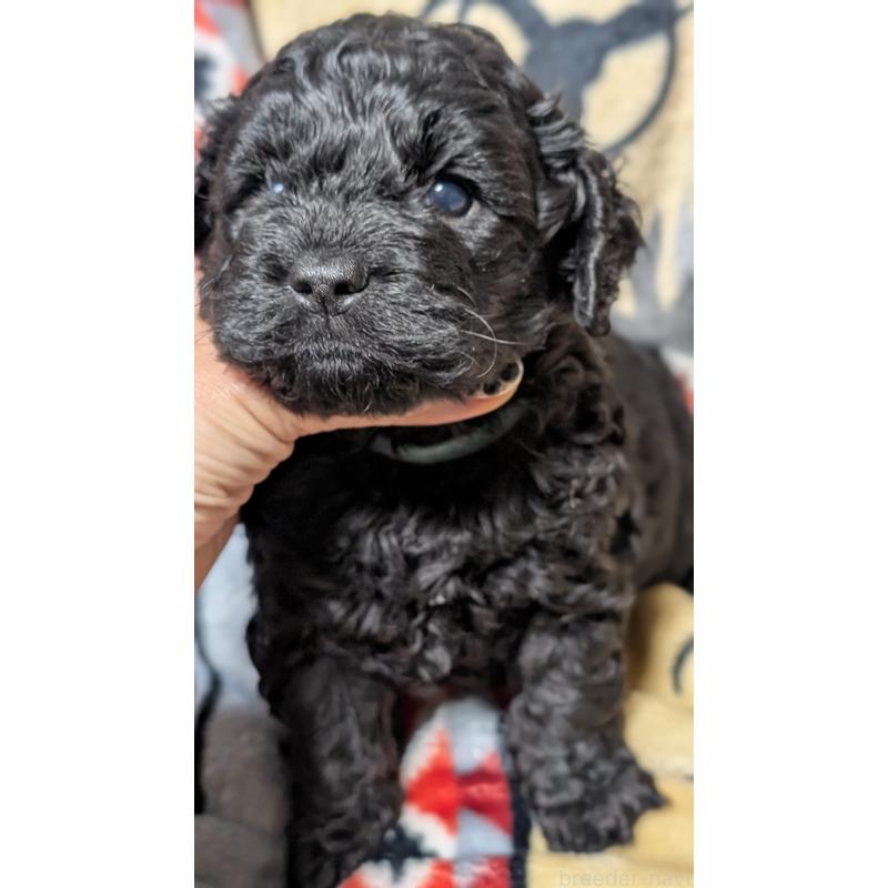 販売中の愛知県のコッカプー:アメリカンコッカースパニエル×トイプードル-449557の4枚目