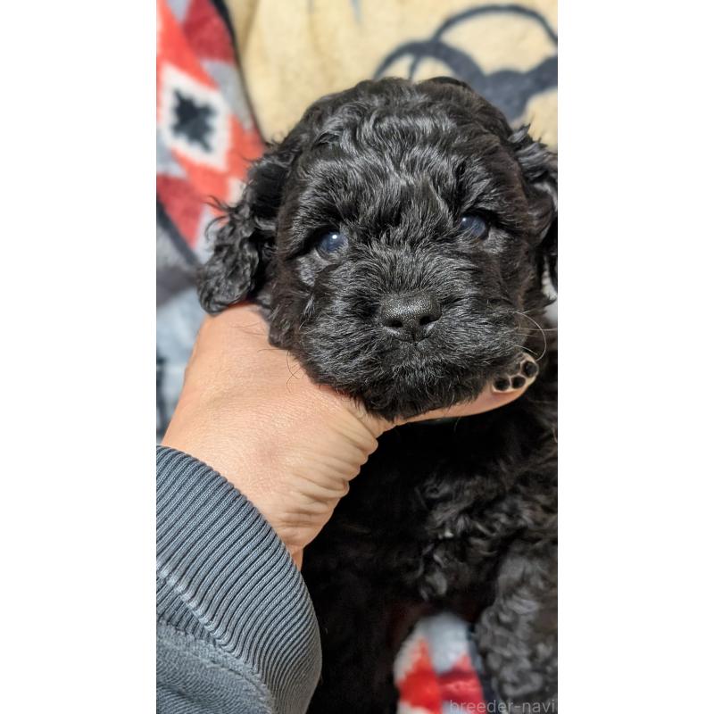 販売中の愛知県のコッカプー:アメリカンコッカースパニエル×トイプードル-449557の3枚目