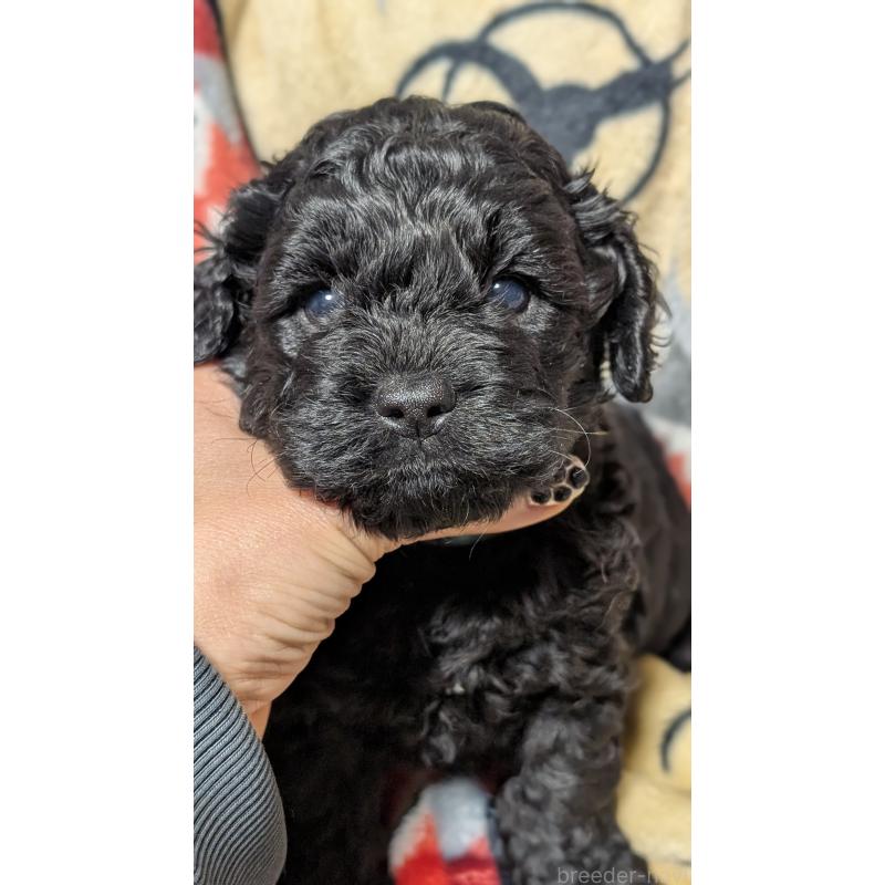 販売中の愛知県のコッカプー:アメリカンコッカースパニエル×トイプードル-449557の2枚目