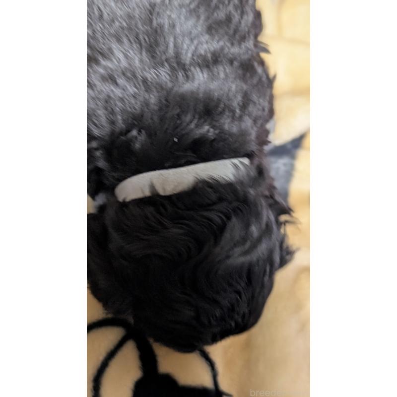 販売中の愛知県のコッカプー:アメリカンコッカースパニエル×トイプードル-449558の10枚目