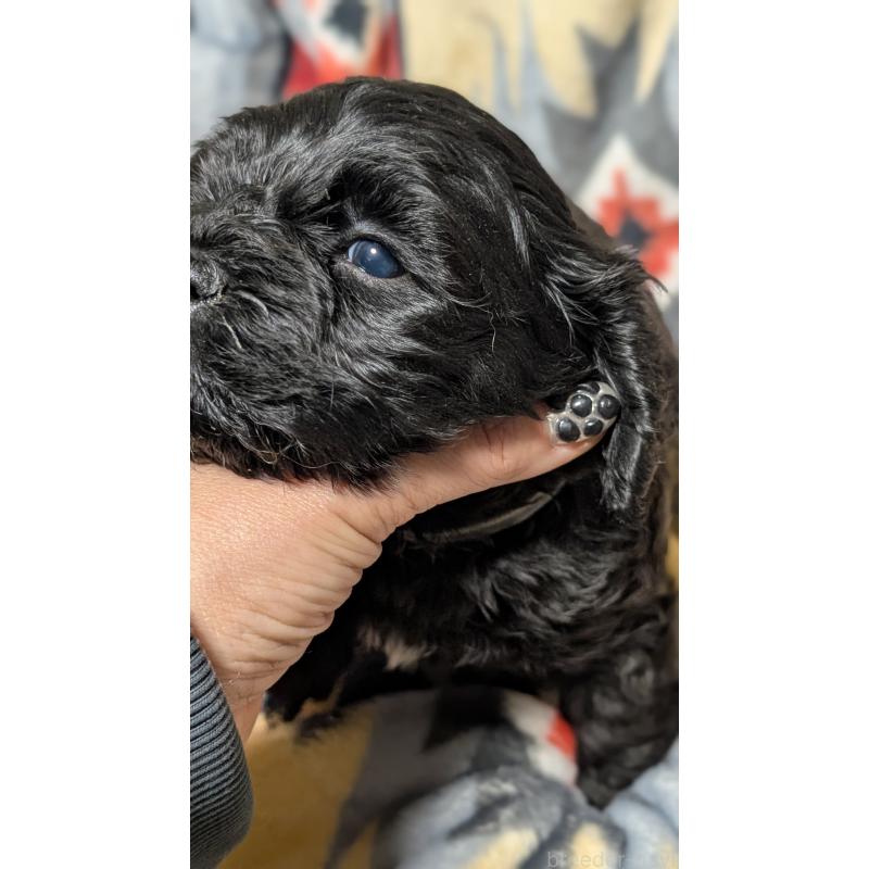 販売中の愛知県のコッカプー:アメリカンコッカースパニエル×トイプードル-449558の9枚目