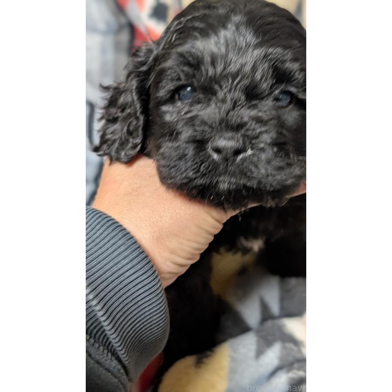 販売中の愛知県のコッカプー:アメリカンコッカースパニエル×トイプードル-449558の8枚目