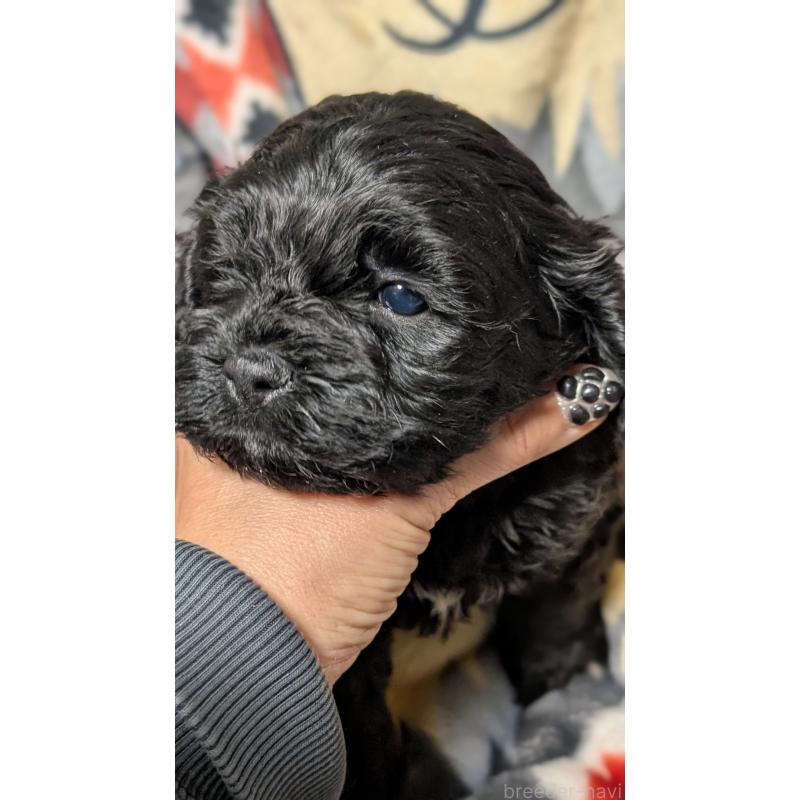 販売中の愛知県のコッカプー:アメリカンコッカースパニエル×トイプードル-449558の7枚目