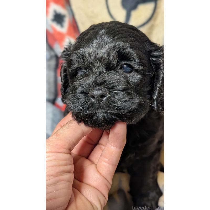 販売中の愛知県のコッカプー:アメリカンコッカースパニエル×トイプードル-449558の6枚目