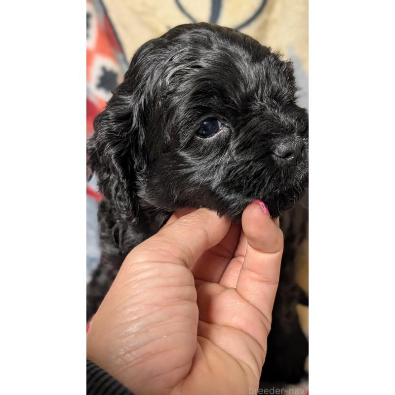 販売中の愛知県のコッカプー:アメリカンコッカースパニエル×トイプードル-449558の5枚目