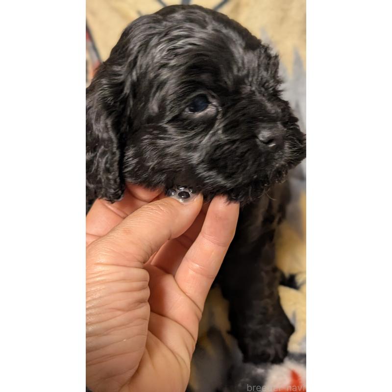 販売中の愛知県のコッカプー:アメリカンコッカースパニエル×トイプードル-449558の4枚目