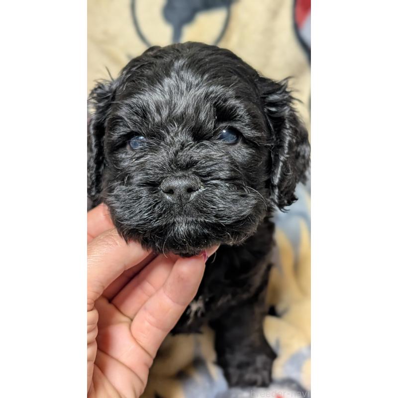 販売中の愛知県のコッカプー:アメリカンコッカースパニエル×トイプードル-449558の3枚目