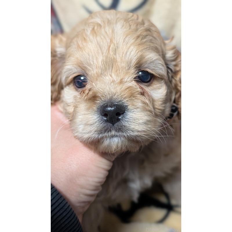 販売中の愛知県のコッカプー:アメリカンコッカースパニエル×トイプードル-449559の11枚目