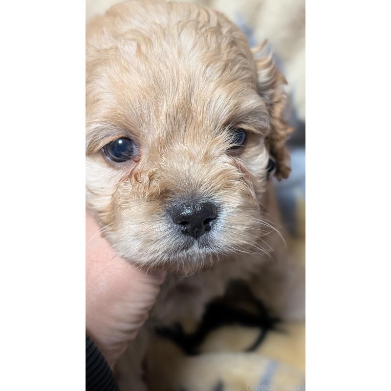 販売中の愛知県のコッカプー:アメリカンコッカースパニエル×トイプードル-449559の10枚目