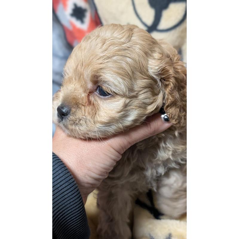 販売中の愛知県のコッカプー:アメリカンコッカースパニエル×トイプードル-449559の9枚目