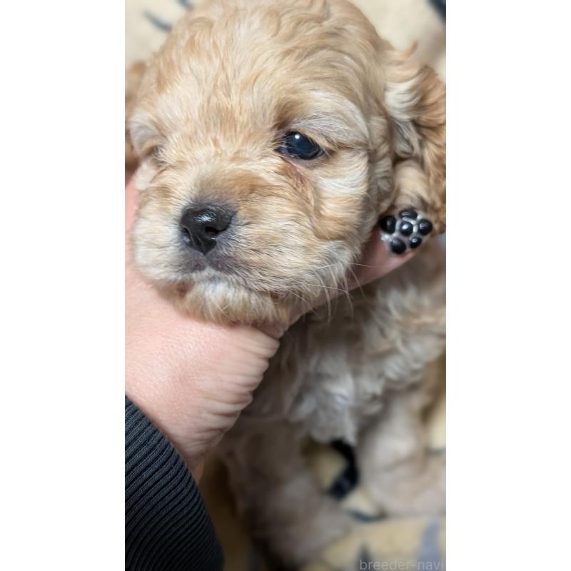 販売中の愛知県のコッカプー:アメリカンコッカースパニエル×トイプードル-449559の8枚目