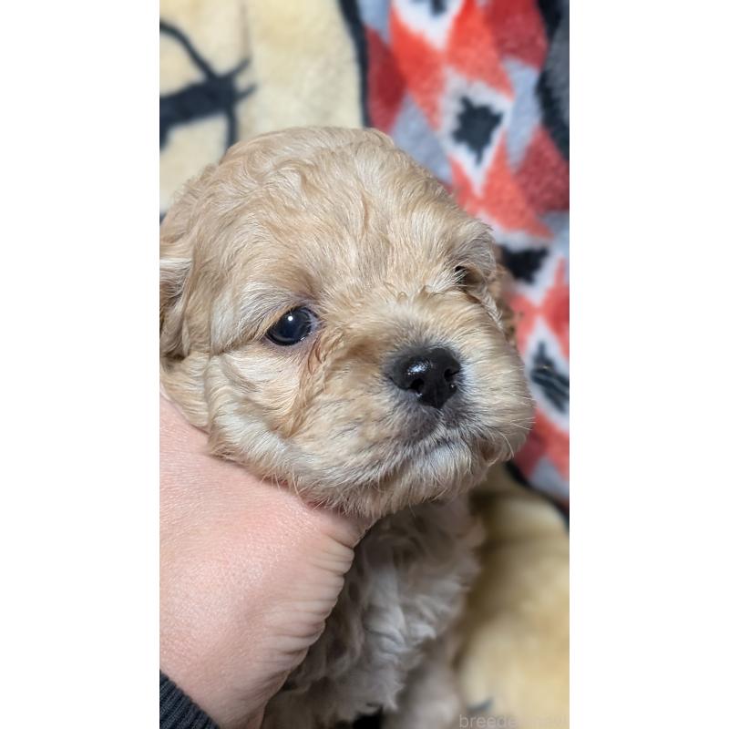 販売中の愛知県のコッカプー:アメリカンコッカースパニエル×トイプードル-449559の7枚目