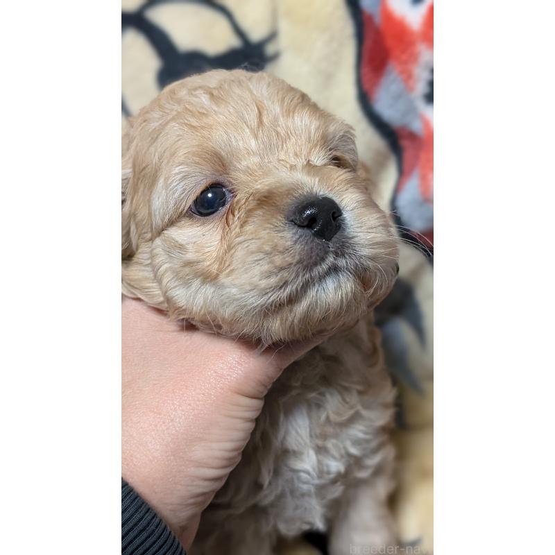 販売中の愛知県のコッカプー:アメリカンコッカースパニエル×トイプードル-449559の6枚目