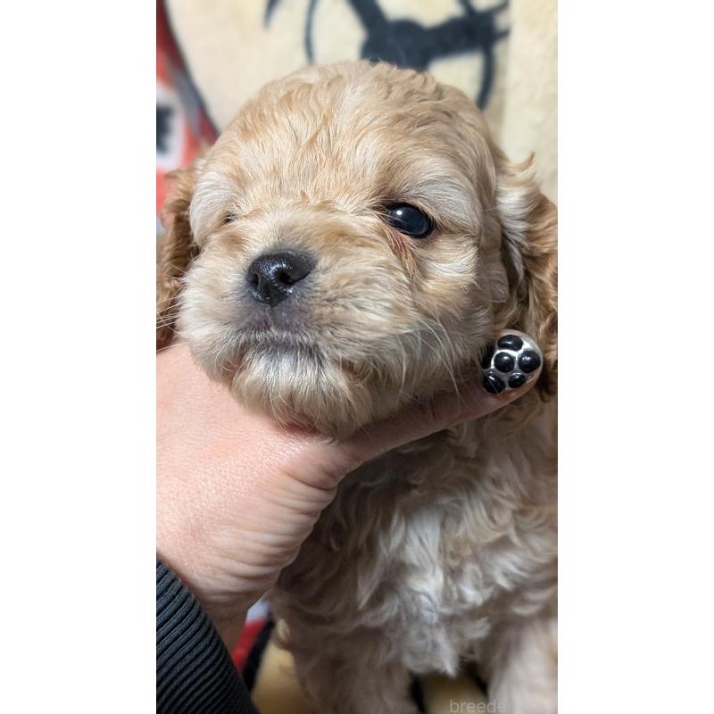 販売中の愛知県のコッカプー:アメリカンコッカースパニエル×トイプードル-449559の5枚目