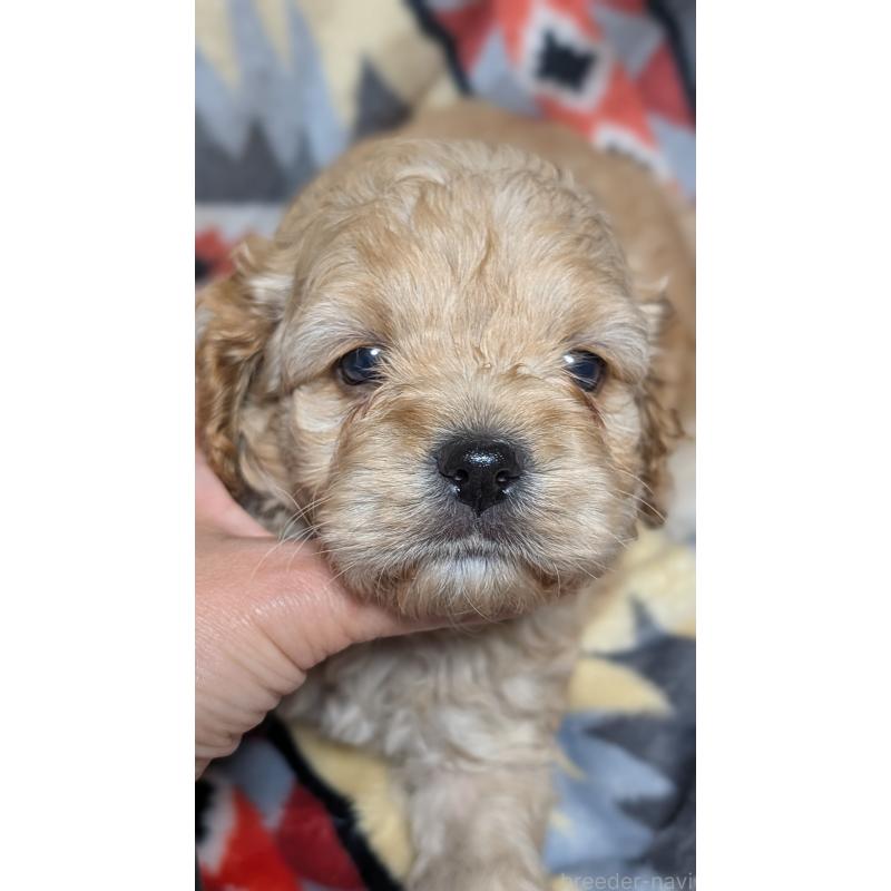販売中の愛知県のコッカプー:アメリカンコッカースパニエル×トイプードル-449559の4枚目