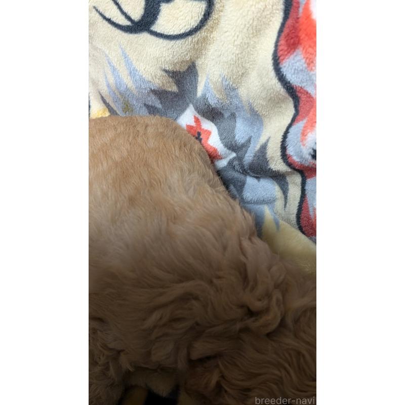 販売中の愛知県のコッカプー:アメリカンコッカースパニエル×トイプードル-449559の2枚目