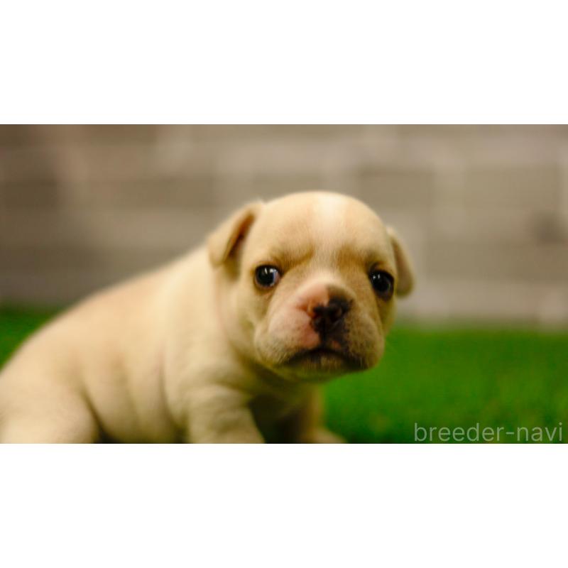 販売中の三重県のフレンチブルドッグ-449561の9枚目